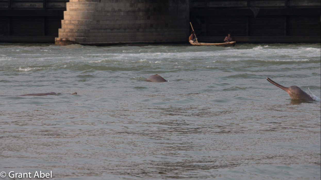 Conservation of River Dolphin in Nepal
